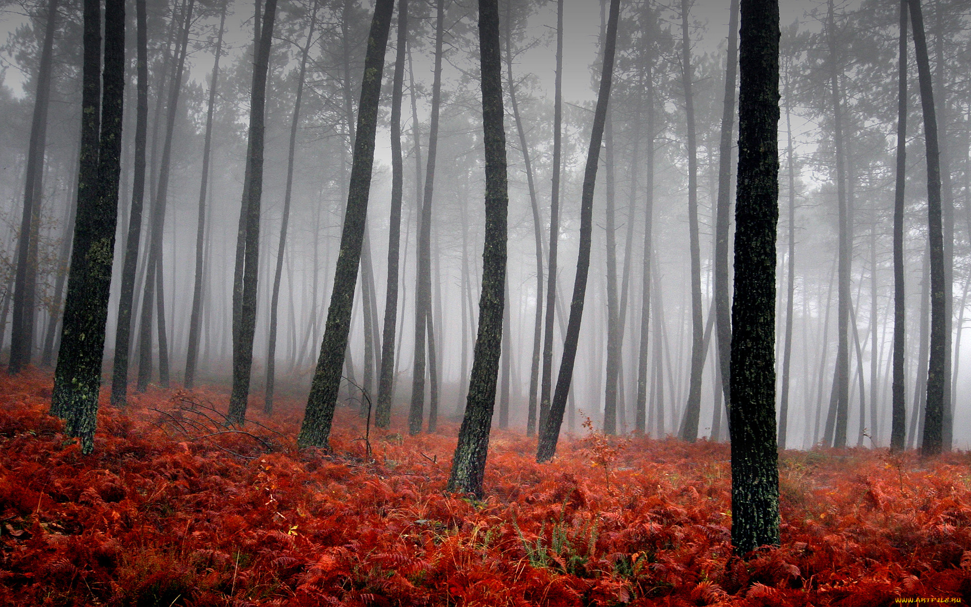 bloody, fog, , , , , , 